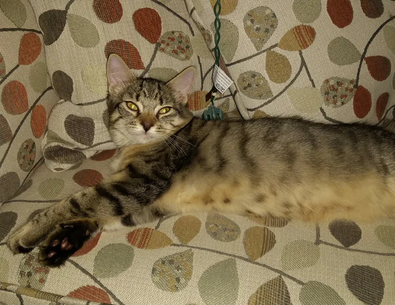 Stormy - 07/29/2017 - 02/19/2018