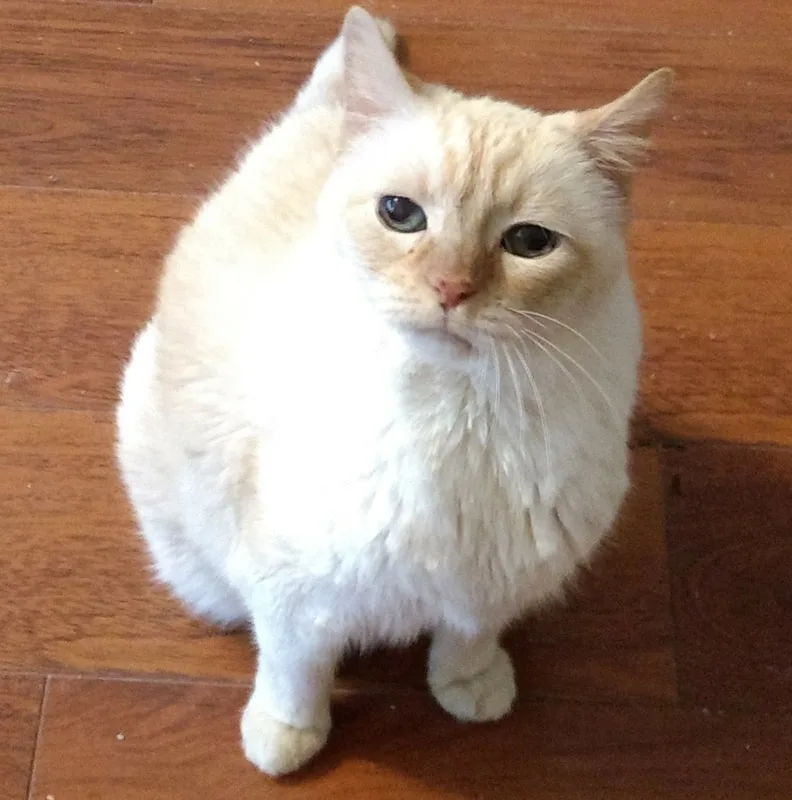 Sugar - 01/21/2019